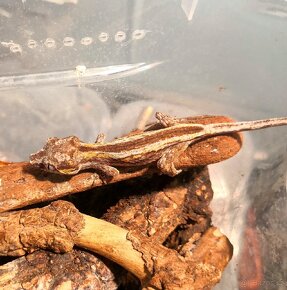 Rhacodactylus Auriculatus - Pagekon hrbolkohlavy - 3