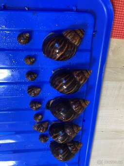 Africký šnek 🐌 - 3