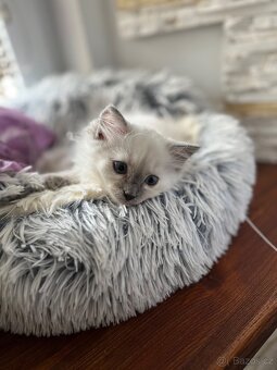 Ragdoll kotě holčička bez PP na prodej - 3