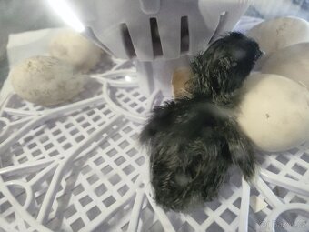 Ayam cemani líhnutí kuřátek - 3