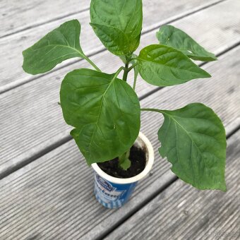 Sazenice - cherry rajčata, rajčata masitá,paprika, kapusta - 3