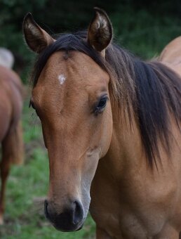 Atraktivní roční DUN kobylka American Quarter Horse - 3