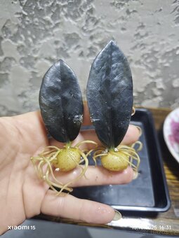 Zamioculcas Black raven 3+1 zdarma - 3
