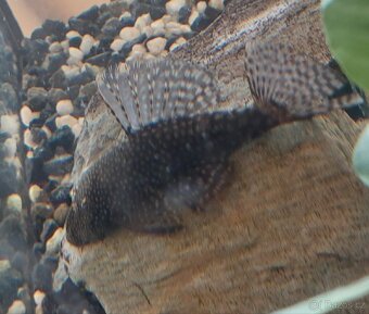 Akvárium s technikou - 3