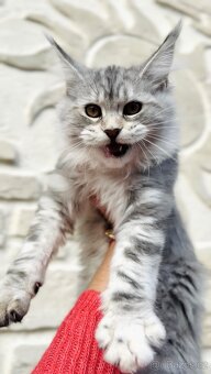 Heidi s PP ❤️Mainská mývalí kočka Maine coon - 3