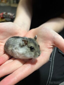 Prodám malé křečky - 3