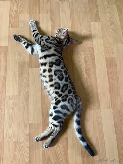 Bengálské kotě - 3