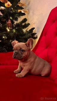 francouzský buldoček - 3