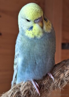 Mladá andulka samička - 3