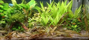 Akvarijní rostliny - 3