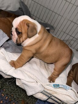 Anglicky buldog - 3
