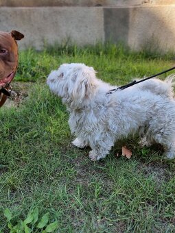 FILÍPEK K ADOPCI - 2 roky, x-maltéz - 3