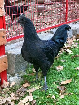 Prodám 17týdenní kohouty Ayam Cemani - 3