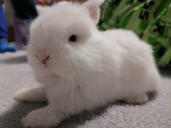 Zakrslý králík - Minilop - 3