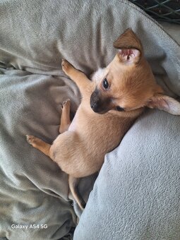 Čivava krátkosrstá - 3