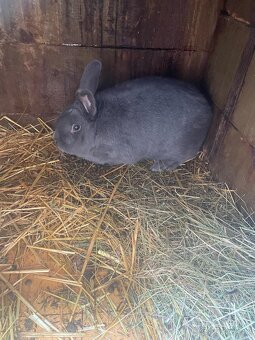 Velký světlý stříbřitý - 3