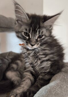 Mainská mývalí koťátka bez PP - 3