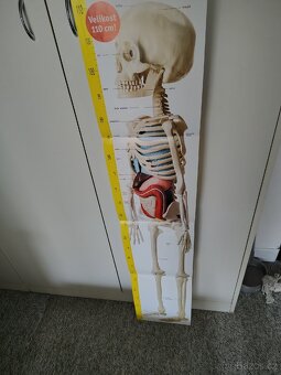 Model kostry - 3