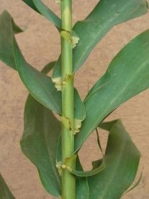 ARUNDO DONAX - ROBUSTNÍ BAMBUSOVÁ TRÁVA - 3
