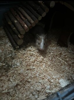 Daruji osmáky degu - 3