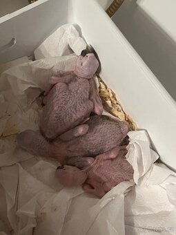 Ara Ararauna 14ti a 10ti denni mladata na rucni dokrmeni - 3