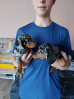 Jezevčík hladkosrsty trpasličí - 3