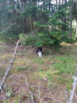 Border Kolie - krytí - 3