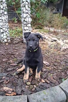 Německý ovčák - štěňátka - 3