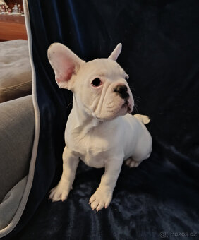 FRANCOUZSKÝ  BULDOČEK - 3