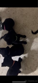 Prodám štěňata - 3