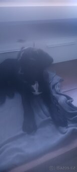 Cane corso - 3