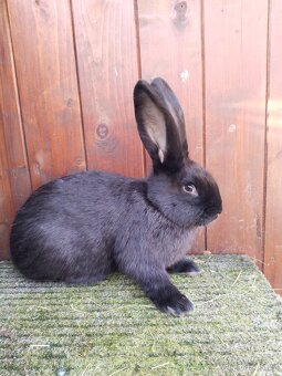 Německý obrovitý strakáč - 3