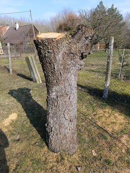 Kmeny z třešně - 3