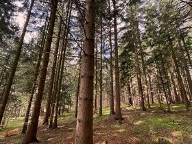 Lesní pozemek 1011m2 kú Tichov, 100% podíl - 3