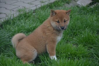 Shiba inu s průkazem původu - chlapečci - 3