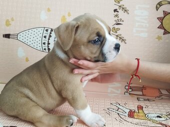 American Bully - (mini)Pocket s PP (AKBC), - 3