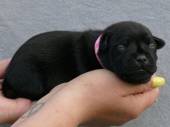 Stafordšírský bulteriér (Staffordshire Bull Terrier) - 3