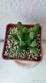 Haworthia sp. (hybrid) - 3