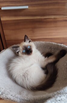 Ragdoll koťátka - 3