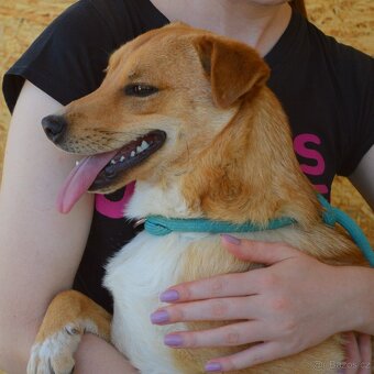 ORION K ADOPCI - 8 MĚSÍCŮ,HRAVÝ,KONTATKNÍ,ZVĚDAVÝ - 3