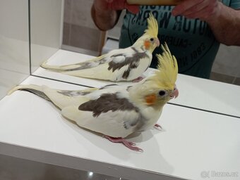 Korelky ručně dokrmené Brno i bílé - 3