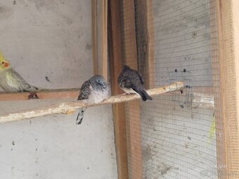 Holoubek mírový - 3