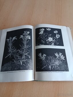 Alpínky,Růže,Atlas hub - 3