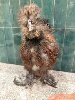 Hedvabnicka USA kohoutek - 3