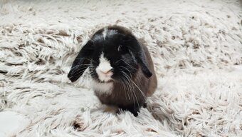 Zakrslý beránek, králíček, králík - LADY - 3
