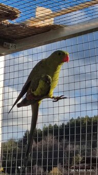 Papoušek  horský - 3