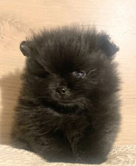 Pomeranian - 3