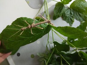 Strašilky, Pakobylky - 3