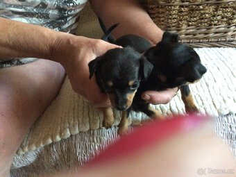 Pražský krysarik - 3