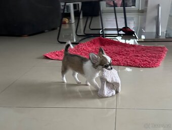 Dlouhosrstá čivava - 3